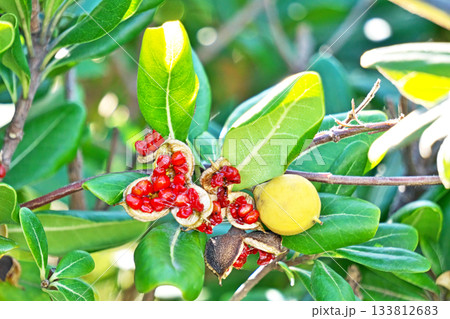 裂果したトベラの赤い実（秋、十一月） 133812683
