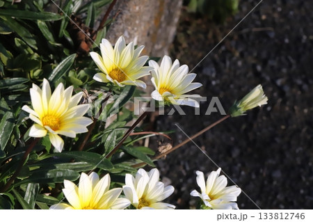 秋の庭に咲く白と黄色のグラデーションの花びらを持つガザニアの花 133812746