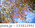紅葉　青空のもとに 133812992