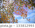 紅葉　晴れ間の秋色 133812993
