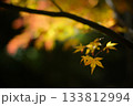 紅葉　秋の光と影 133812994