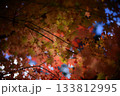 紅葉　赤に導かれ 133812995