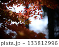 紅葉　深紅のひかり 133812996