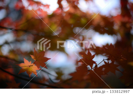 紅葉 赤の陰影 紅葉 赤の陰影 133812997
