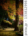 紅葉　秋の光たち 133812998