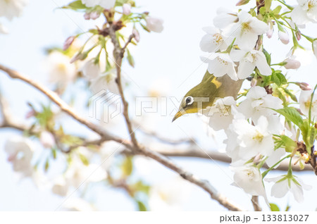 山桜とメジロ 山桜とメジロ 133813027