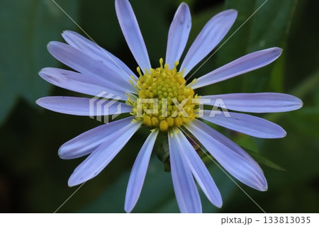 秋の野原に咲く薄紫色のノコンギクの花 133813035
