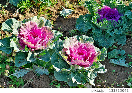 赤いハボタンの花（野菜）（秋、十一月） 133813041