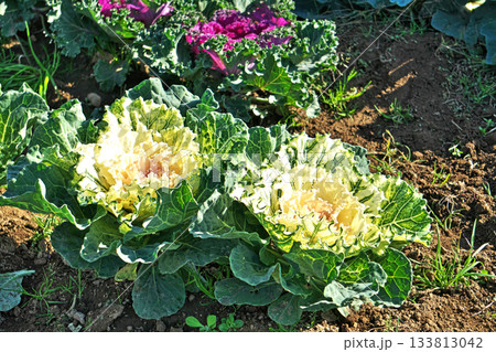 白いハボタンの花(野菜)(秋、十一月) 白いハボタンの花(野菜)(秋、十一月) 133813042