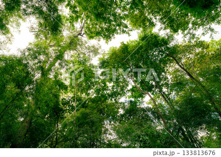 Dense green forest representing biodiversity and natural carbon capture. Sustainable forest management and environmental protection for a cleaner planet and climate balance. Environment day background 133813676