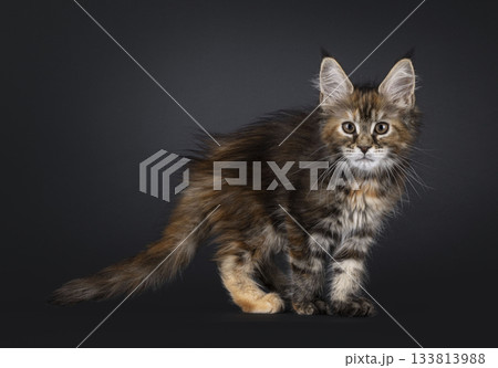 Tortie Maine Coon cat kitten on black 133813988