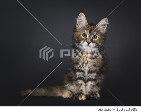 Tortie Maine Coon cat kitten on black 133813989