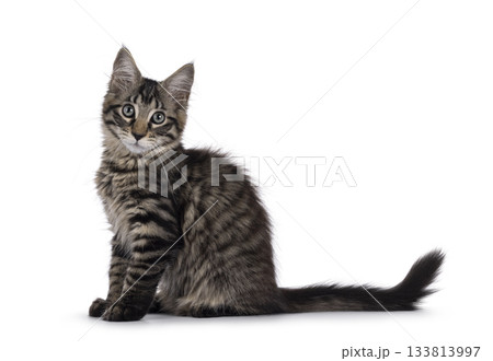 Maine Coon cat kitten on white 133813997