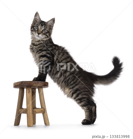 Maine Coon cat kitten on white Maine Coon cat kitten on white 133813998
