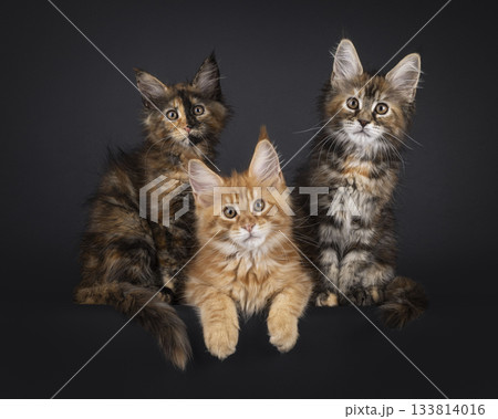 Maine Coon cat kittens on black 133814016