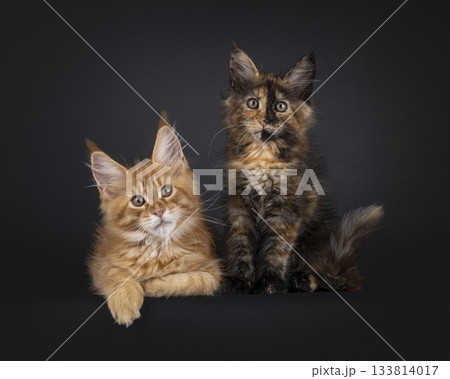 Maine Coon cat kittens on black Maine Coon cat kittens on black 133814017