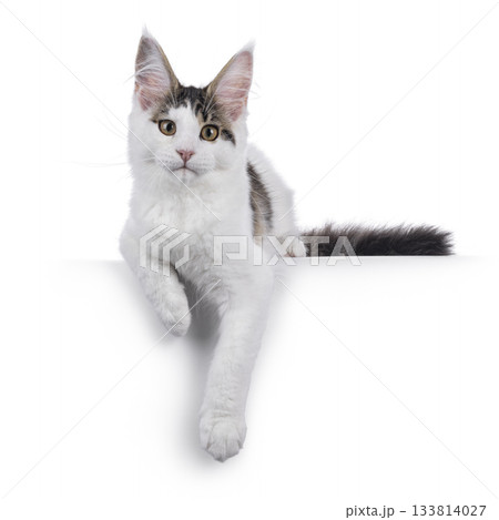 Maine Coon cat kitten on white 133814027