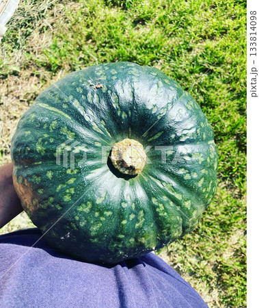 ずっしりと重い完熟カボチャ(品種:恋するマロン) ずっしりと重い完熟カボチャ(品種:恋するマロン) 133814098