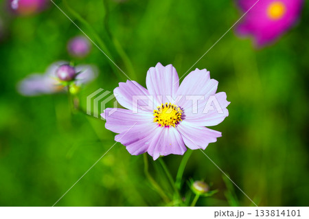 秋のピンクコスモス 秋のピンクコスモス 133814101