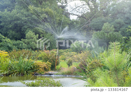 Sprinkler spins in garden. Water splashes Plants watering. 133814167