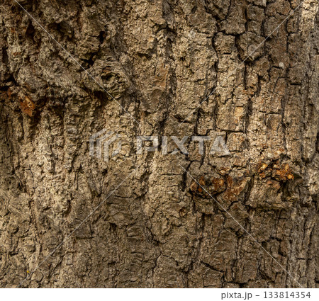 Olive tree bark pinaster trunk symbol. Texture made of olive tree bark . Beautiful olive tree bark trunk background. Greece, Conceptual image. Peaceful nature. 133814354