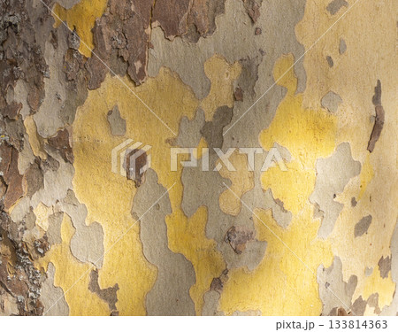Platan, Platane, Platanus sycamore, plane tree trunk symbol. Texture made of Platan, Platane, sycamore, plane tree bark. Beautiful Platan tree trunk background. Conceptual image. Peaceful nature. Platan, Platane, Platanus sycamore, plane tree trunk symbol. Texture made of Platan, Platane, sycamore, plane tree bark. Beautiful Platan tree trunk background. Conceptual image. Peaceful nature. 133814363