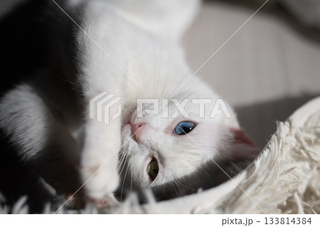 オッドアイの白い猫 オッドアイの白い猫 133814384