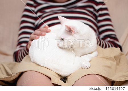 女の子の膝の上で寛ぐ猫 女の子の膝の上で寛ぐ猫 133814397