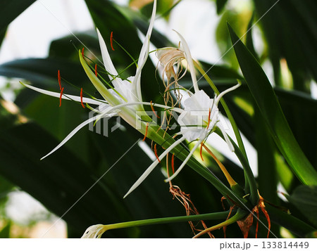 スパイダーリリーの花とつぼみと枯れた花(道端のヒメノカリス) スパイダーリリーの花とつぼみと枯れた花(道端のヒメノカリス) 133814449