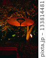 紅葉ライトアップ 133814481
