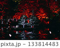 紅葉ライトアップ 133814483
