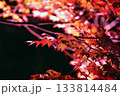 紅葉ライトアップ 133814484