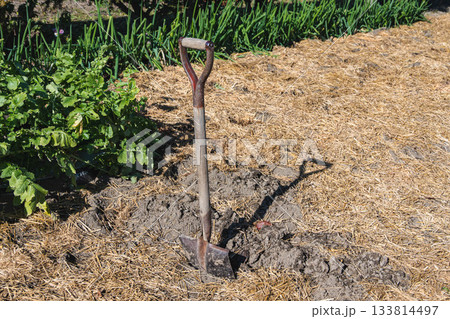 冬の準備に敷いた家庭菜園の藁 冬の準備に敷いた家庭菜園の藁 133814497