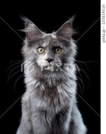 young maine coon cat portrait young maine coon cat portrait 133814510