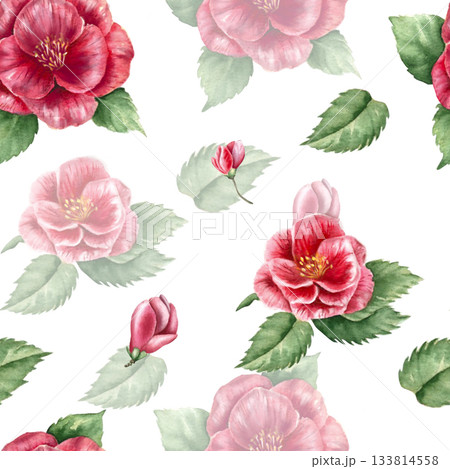 A clipart of high-quality watercolor images of pink camellia flowers on a white background Ideal for textiles and wrapping paper These wintery, tropical flowers will beautifully decorate any interior. 133814558