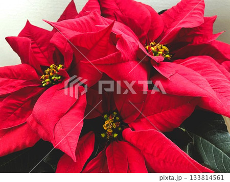 クリスマスシーズンに飾りたい華やかなポインセチアの鉢植え17 133814561