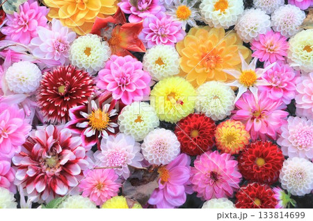 花手水(ダリア) 133814699