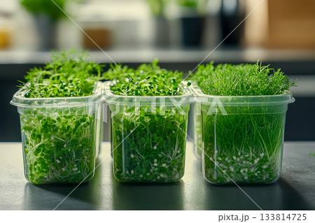 Containers with various types of microgreens sit on a kitchen counter bathed in natural light, showcasing their green colors and fresh appearance Containers with various types of microgreens sit on a kitchen counter bathed in natural light, showcasing their green colors and fresh appearance 133814725