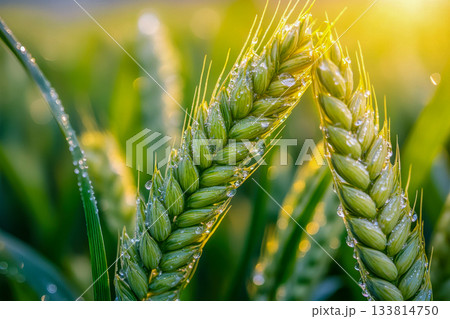Wheat ears covered in dew glisten under the warm morning sunlight in a lush green field during early summer 133814750