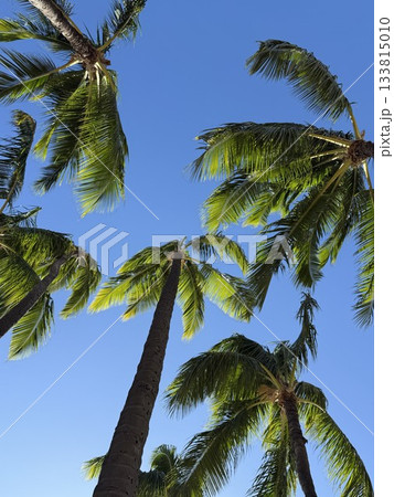 coconut palm tree on blue sky 133815010