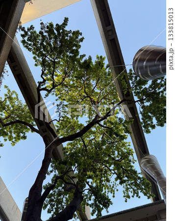 vertical view of a tree inside an indoor garden 133815013
