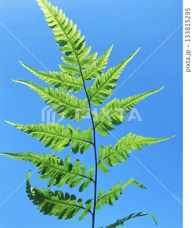 鮮やかな緑のシダ植物(初夏のイメージ) 鮮やかな緑のシダ植物(初夏のイメージ) 133815295