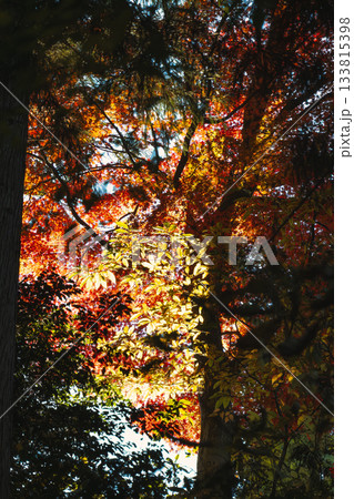 森の中に差し込む木漏れ日と輝く紅葉 森の中に差し込む木漏れ日と輝く紅葉 133815398