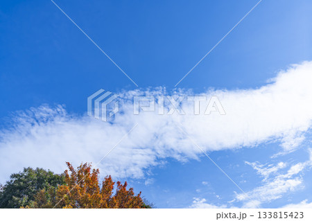 秋空と雲と木立 秋空と雲と木立 133815423