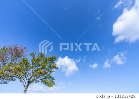 秋空と雲と木立 133815429