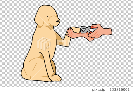 爪切りをする　手書きイラスト　犬　ラブラドールレトリバー　主線あり 133816001