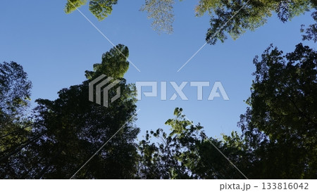 竹林を見上げる 竹林を見上げる 133816042