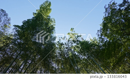 竹林を見上げる 133816043