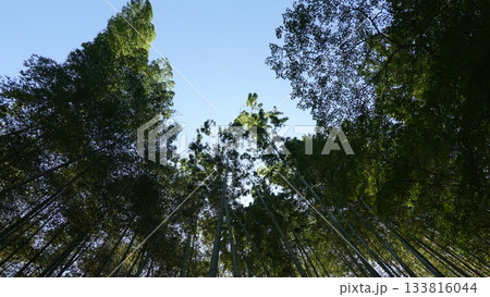 竹林を見上げる 竹林を見上げる 133816044