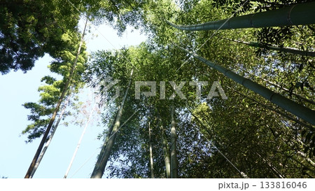 竹林を見上げる 竹林を見上げる 133816046